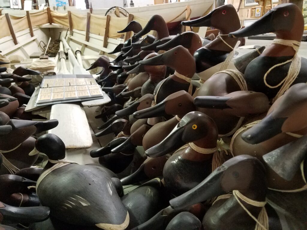 a bunch of canvasback decoys in a bushwhack boat